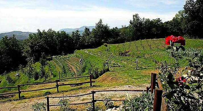 Agriturismo Paneolio Villa Collemandina Eksteriør bilde