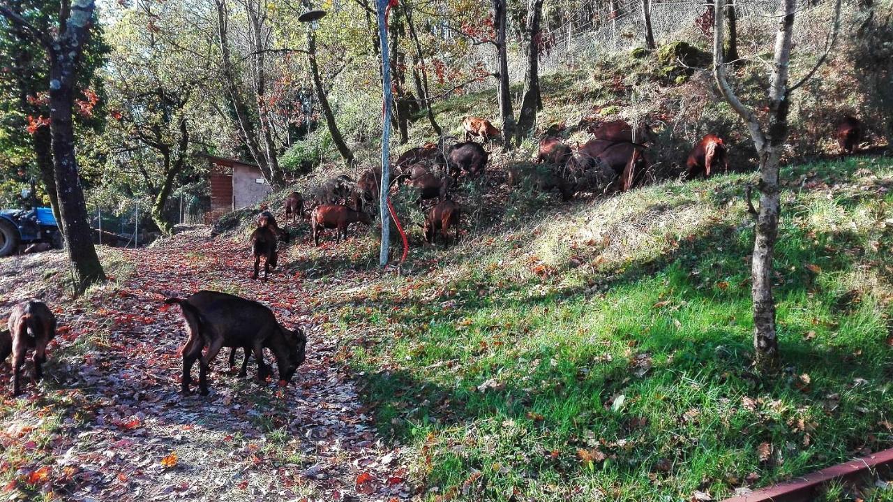 Agriturismo Paneolio Villa Collemandina Eksteriør bilde